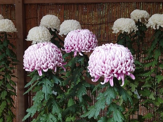 DSC_1052.jpg