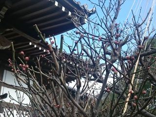 IMG_20151231_121704_R.jpg