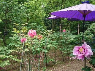 IMG_20180423_102007_R.jpg