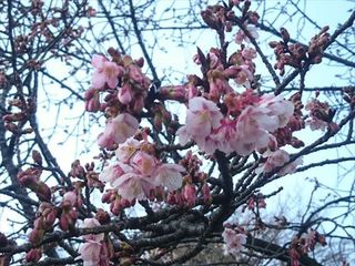IMG_20190119_155953_R.jpg