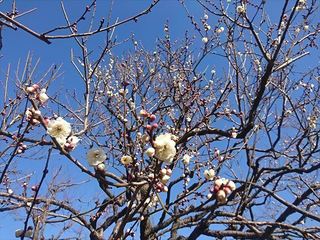 IMG_20190202_141014_R.jpg