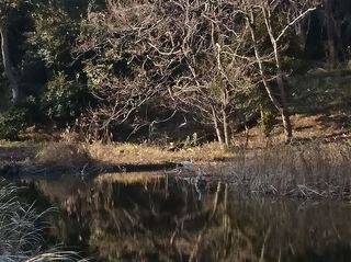 IMG_20190217_154539_R.jpg